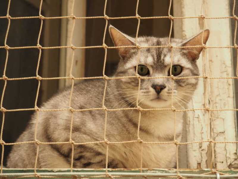 Rede de Proteção Animais Orçamento São Bernardo do Campo - Rede de Proteção para Gatos