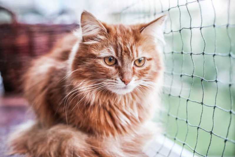 Rede de Proteção Removível para Gatos Orçamento São Domingos - Rede de Proteção para Animais