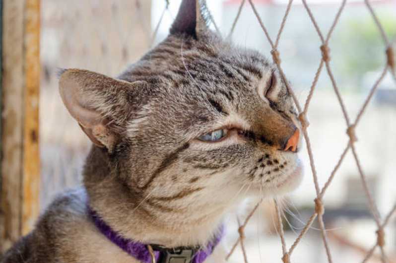 Rede de Proteção Removível para Gatos Alphaville - Rede de Proteção Animais Barueri