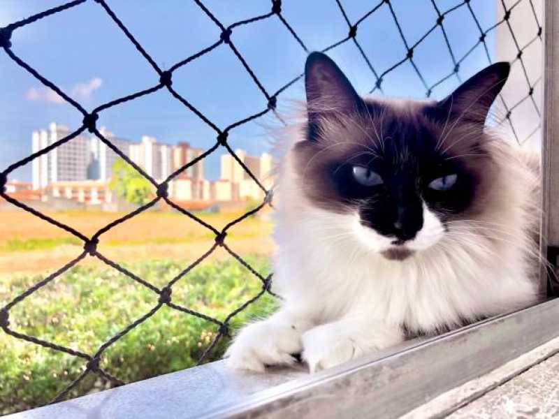 Rede para Proteção de Gatos Orçamento Higienópolis - Rede de Proteção Pet