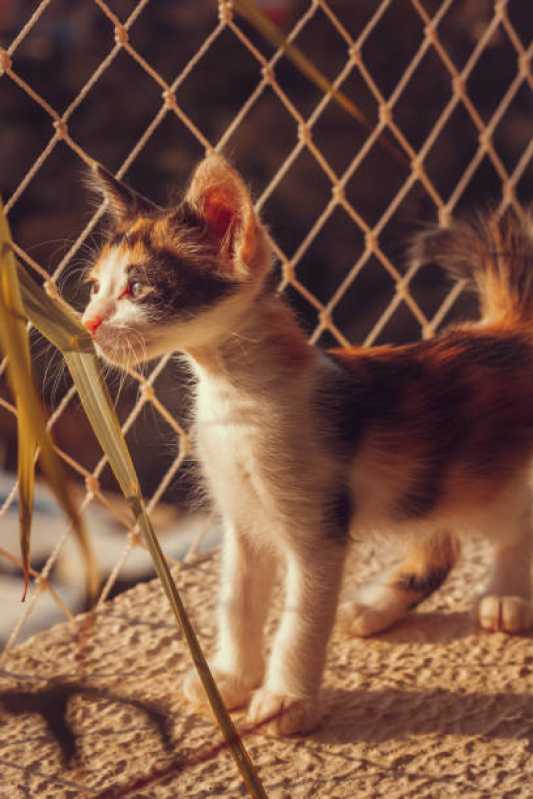 Rede para Proteção de Gatos Vila Madalena - Rede de Proteção Removível para Gatos